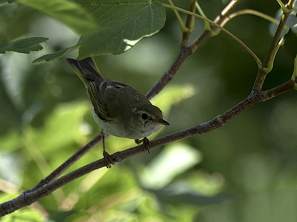 Vuoriuunilintu, Western Bonelli's Warbler, Phylloscopus bonelli