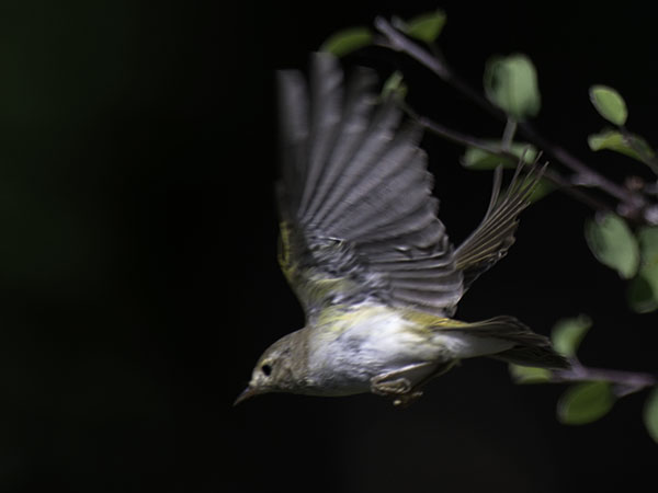 Vuoriuunilintu, Western Bonelli's Warbler, Phylloscopus bonelli