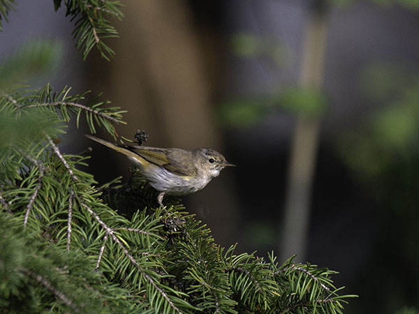 Vuoriuunilintu, Western Bonelli's Warbler, Phylloscopus bonelli