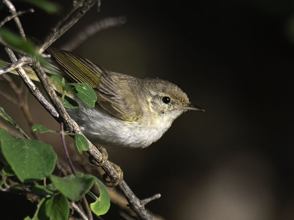 Vuoriuunilintu, Western Bonelli's Warbler, Phylloscopus bonelli