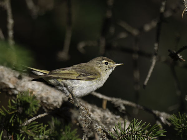 Vuoriuunilintu, Western Bonelli's Warbler, Phylloscopus bonelli