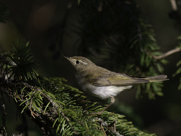 Vuoriuunilintu, Western Bonelli's Warbler, Phylloscopus bonelli