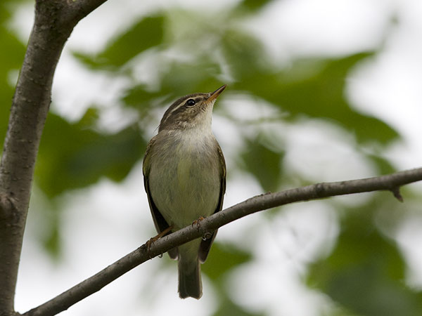 Lapinuunilintu, Arctic Warbler, Phylloscopus borealis