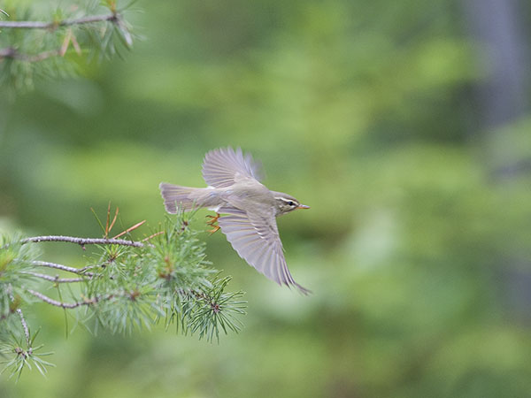 Lapinuunilintu, Arctic Warbler, Phylloscopus borealis