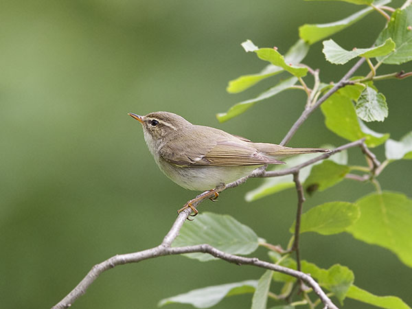 Lapinuunilintu, Arctic Warbler, Phylloscopus borealis
