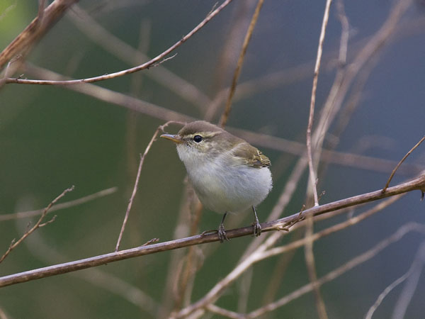 Lapinuunilintu, Arctic Warbler, Phylloscopus borealis