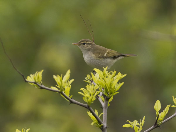 Lapinuunilintu, Arctic Warbler, Phylloscopus borealis