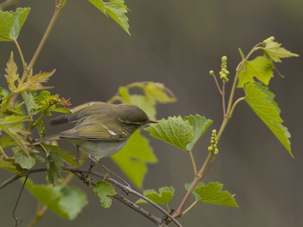 Lapinuunilintu, Arctic Warbler, Phylloscopus borealis