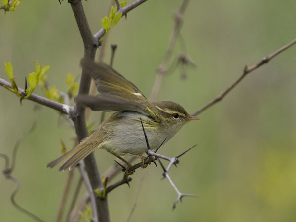 Lapinuunilintu, Arctic Warbler, Phylloscopus borealis