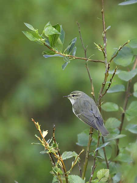 Lapinuunilintu, Arctic Warbler, Phylloscopus borealis