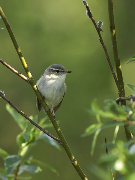 Lapinuunilintu, Arctic Warbler, Phylloscopus borealis
