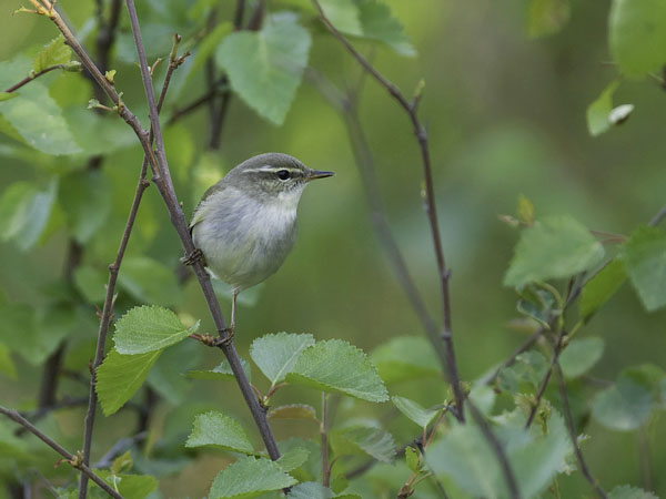Lapinuunilintu, Arctic Warbler, Phylloscopus borealis