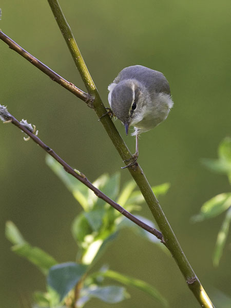 Lapinuunilintu, Arctic Warbler, Phylloscopus borealis