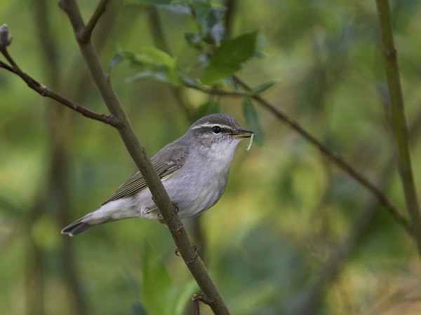 Lapinuunilintu, Arctic Warbler, Phylloscopus borealis