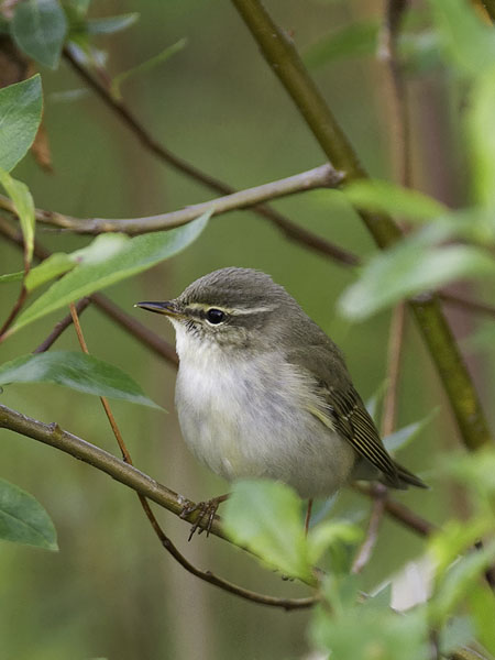 Lapinuunilintu, Arctic Warbler, Phylloscopus borealis