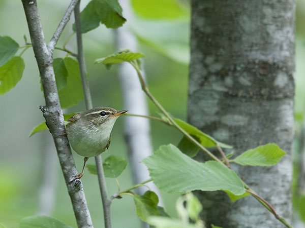 Lapinuunilintu, Arctic Warbler, Phylloscopus borealis