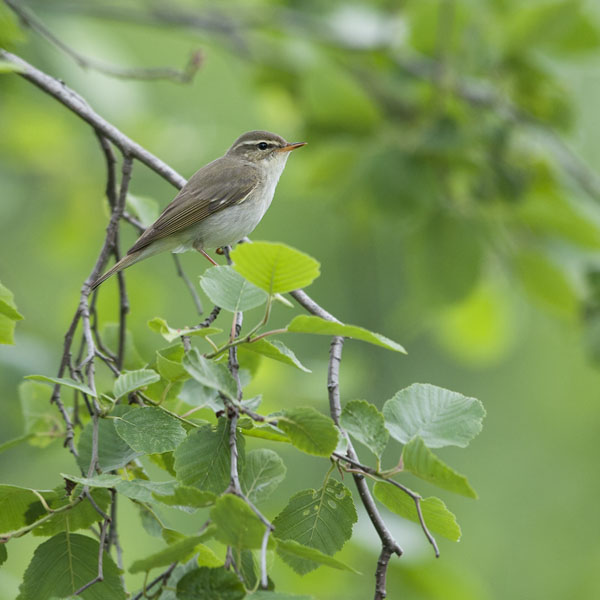 Lapinuunilintu, Arctic Warbler, Phylloscopus borealis