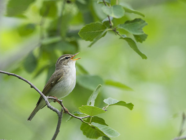 Lapinuunilintu, Arctic Warbler, Phylloscopus borealis