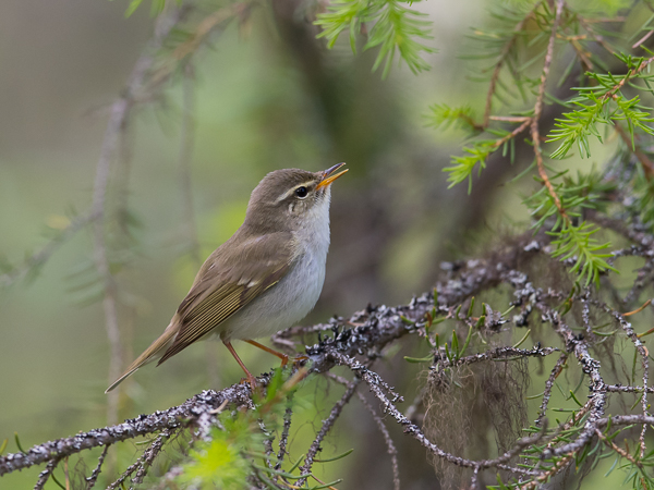 Lapinuunilintu, Arctic Warbler, Phylloscopus borealis
