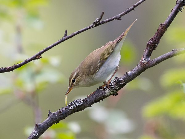 Lapinuunilintu, Arctic Warbler, Phylloscopus borealis