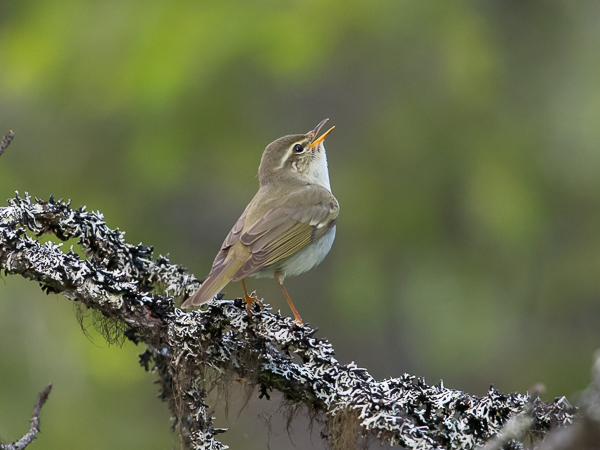 Lapinuunilintu, Arctic Warbler, Phylloscopus borealis