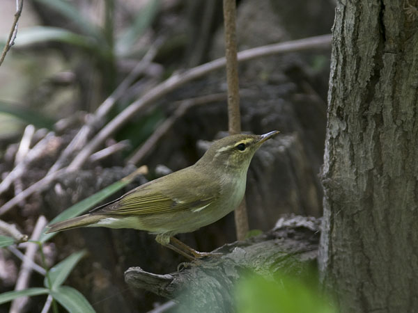 Lapinuunilintu, Arctic Warbler, Phylloscopus borealis