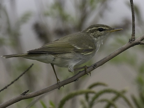 Lapinuunilintu, Arctic Warbler, Phylloscopus borealis