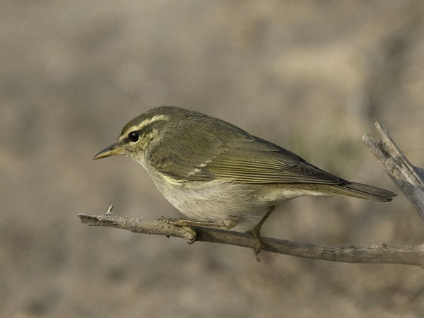 Lapinuunilintu, Arctic Warbler, Phylloscopus borealis
