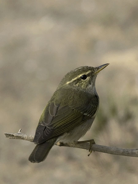 Lapinuunilintu, Arctic Warbler, Phylloscopus borealis