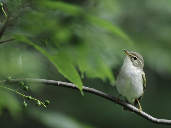 Lapinuunilintu, Arctic Warbler, Phylloscopus borealis