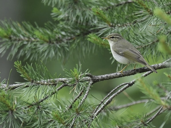 Lapinuunilintu, Arctic Warbler, Phylloscopus borealis