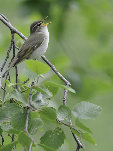 Lapinuunilintu, Arctic Warbler, Phylloscopus borealis