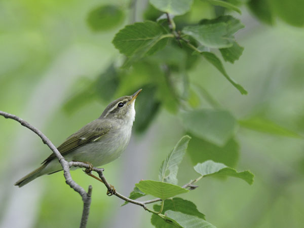 Lapinuunilintu, Arctic Warbler, Phylloscopus borealis