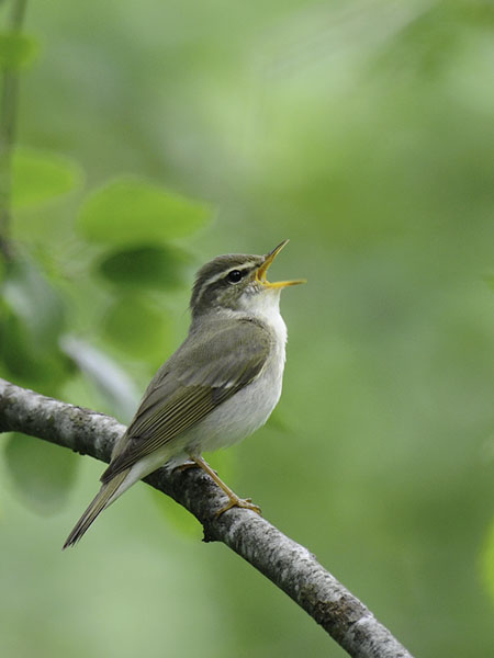 Lapinuunilintu, Arctic Warbler, Phylloscopus borealis