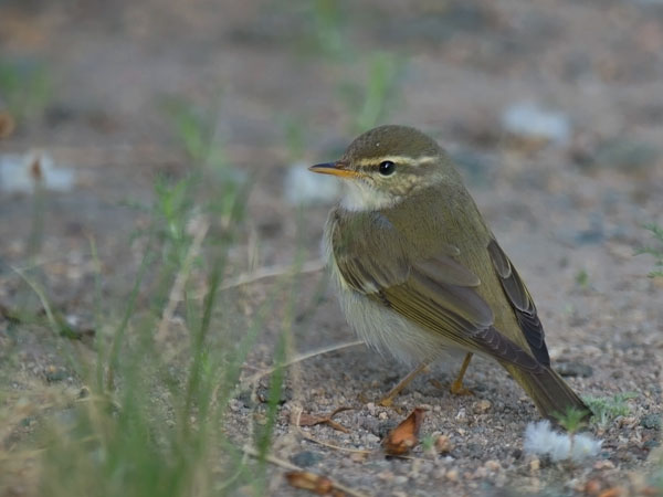 Lapinuunilintu, Arctic Warbler, Phylloscopus borealis