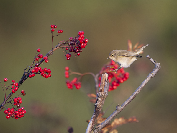 Tiltaltti, Common Chiffchaff, Phylloscopus collybita