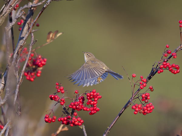 Tiltaltti, Common Chiffchaff, Phylloscopus collybita