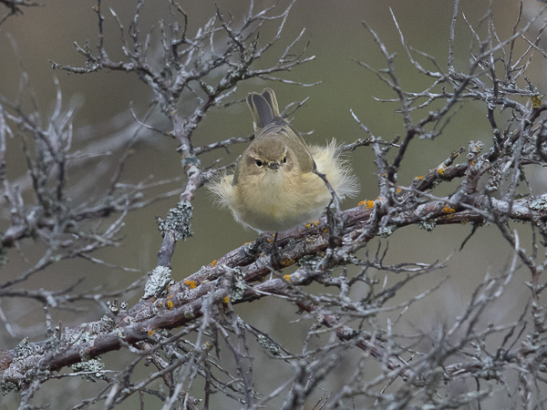 Tiltaltti, Common Chiffchaff, Phylloscopus collybita