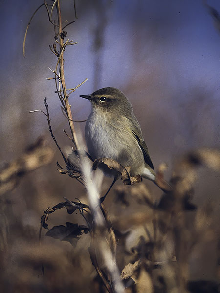 Tiltaltti, Common Chiffchaff, Phylloscopus collybita