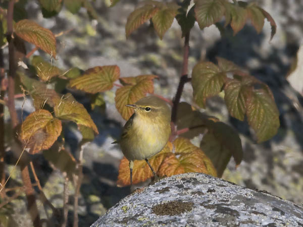 Tiltaltti, Common Chiffchaff, Phylloscopus collybita