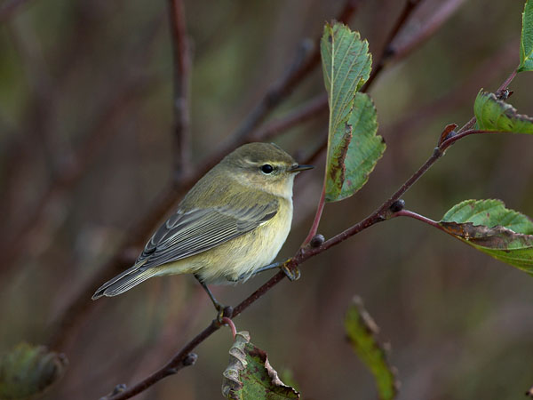 Tiltaltti, Common Chiffchaff, Phylloscopus collybita