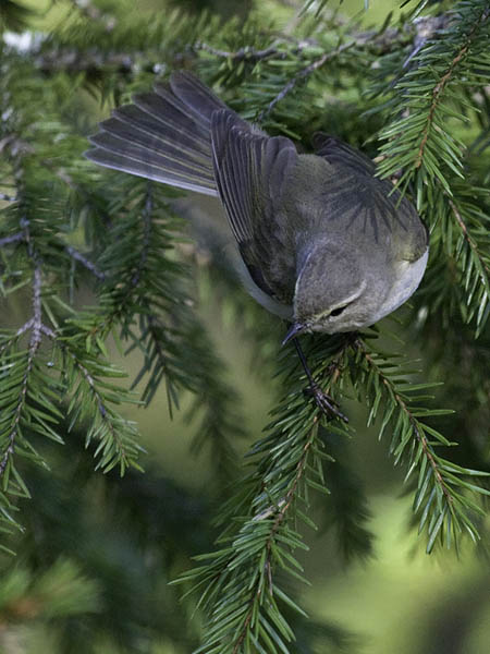 Tiltaltti, Common Chiffchaff, Phylloscopus collybita