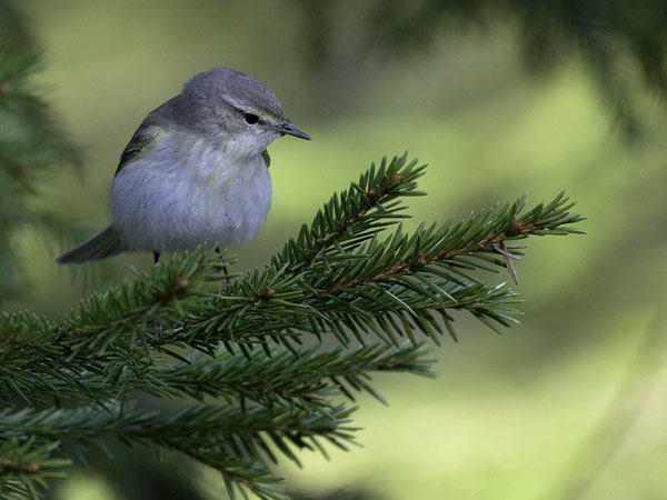 Tiltaltti, Common Chiffchaff, Phylloscopus collybita