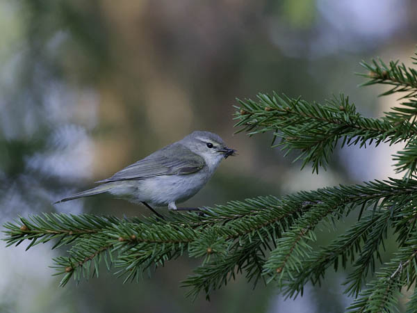 Tiltaltti, Common Chiffchaff, Phylloscopus collybita