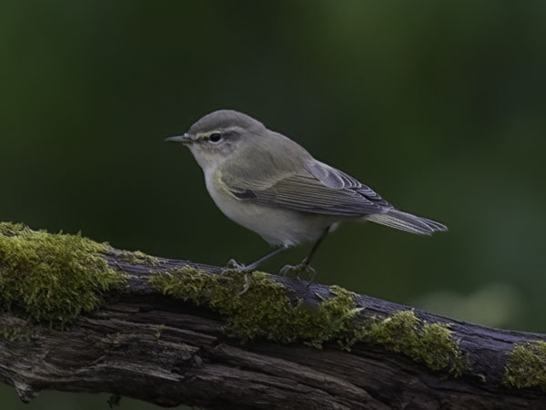 Tiltaltti, Common Chiffchaff, Phylloscopus collybita