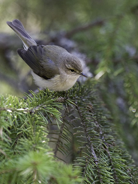 Tiltaltti, Common Chiffchaff, Phylloscopus collybita