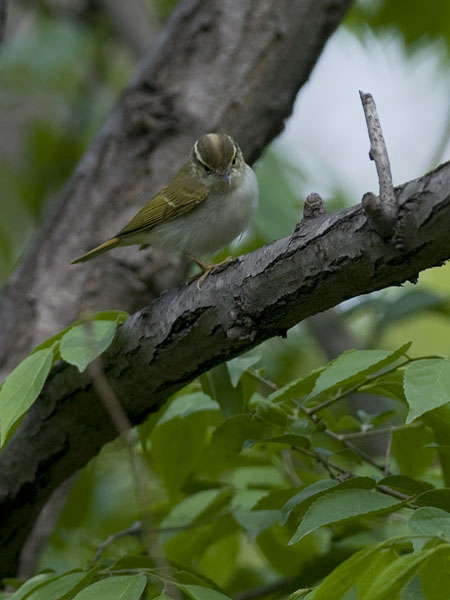 Amurinuunilintu, Eastern Crowned Warbler, Phylloscopus coronatus