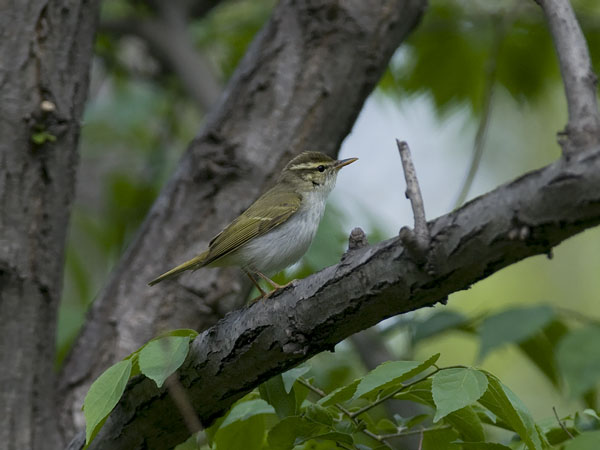 Amurinuunilintu, Eastern Crowned Warbler, Phylloscopus coronatus