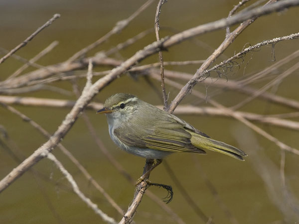 Amurinuunilintu, Eastern Crowned Warbler, Phylloscopus coronatus