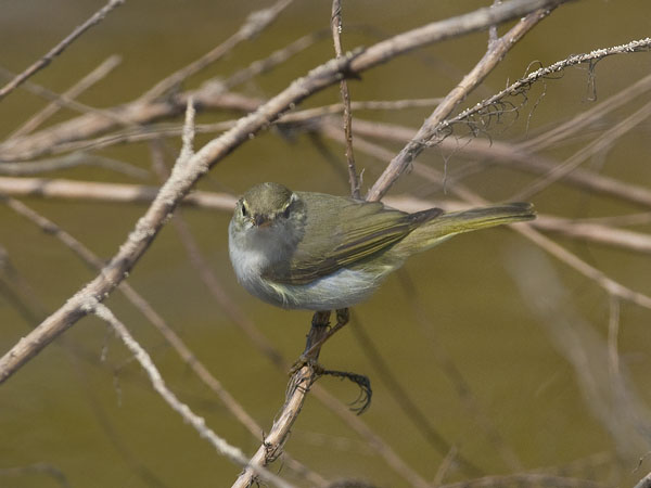 Amurinuunilintu, Eastern Crowned Warbler, Phylloscopus coronatus